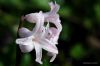 DSC_e3129_copie.jpg
